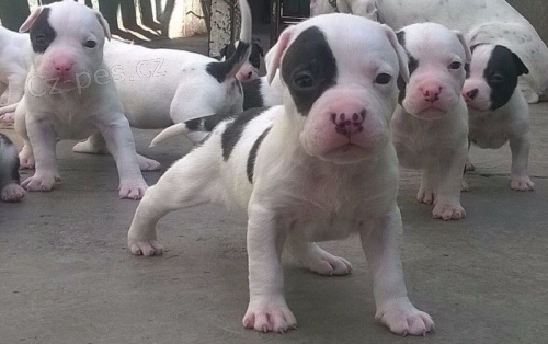 Pitbull �t��ata p�ipraven� na nov� domovy.