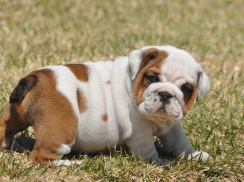 Anglick� Bulldog �t��ata s PP,