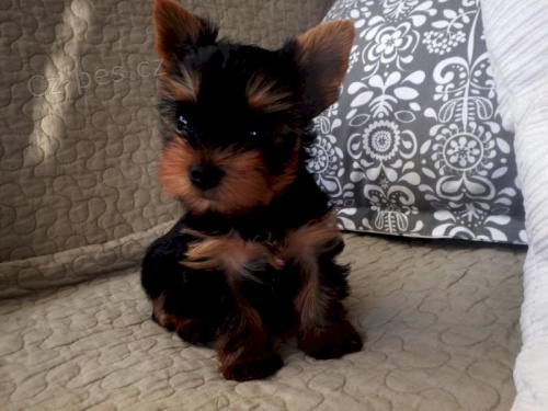 Yorkshire teri�r �t��ata.