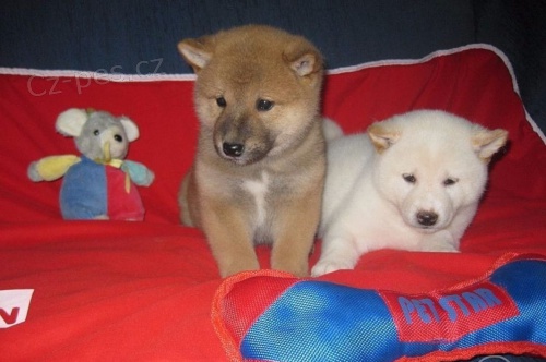 Shiba Inu �t��ata