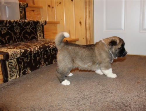 Akita Inu �t��ata\