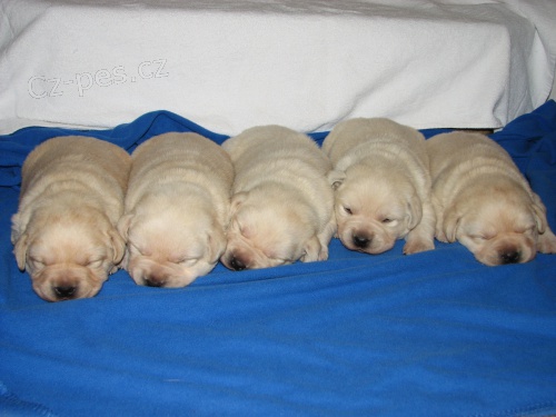 Labradorsk� retr�vr - �t���tka