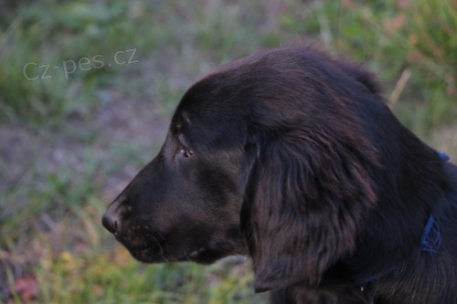 Flat coated retr�vr - �t�n� 