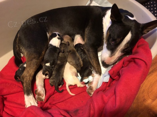 Anglick� Miniaturn� Bulteri�r