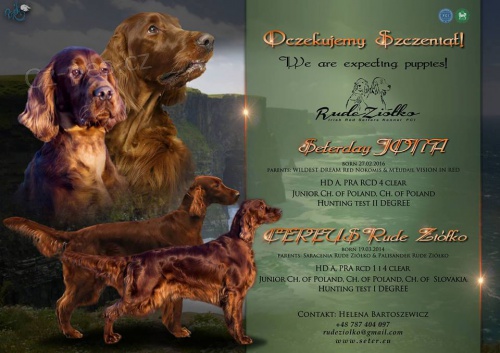 irsk� setr �t��ata