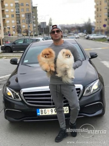 Pomeranian- prod�m fenku s PP