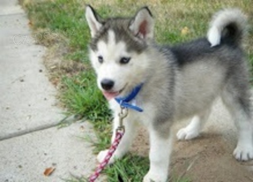  Sibi�sk� husky   