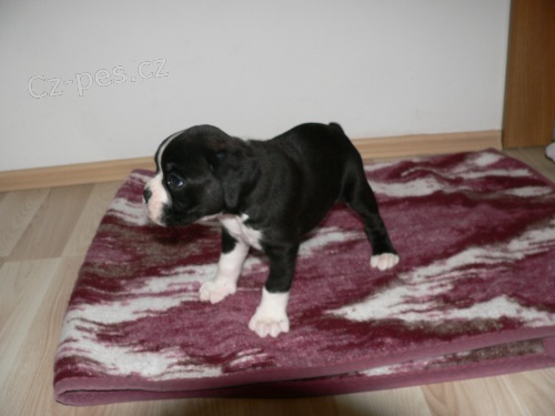 N�meck� boxer s PP