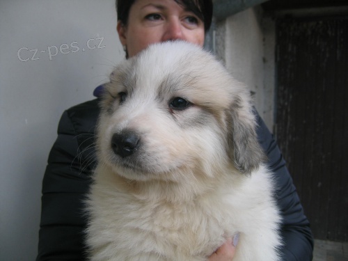 pyrenejsk� horsk� pes
