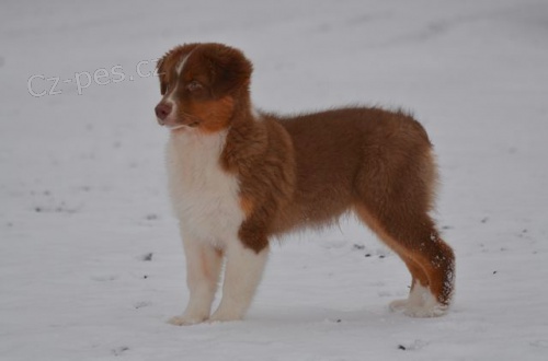 Australsk� ov��k �t�n� s PP