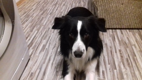 Daruji psa jen v�n�mu z�jemci