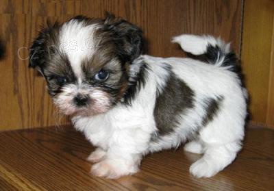 Shih-tzu, �i-tzu �t���tka s PP