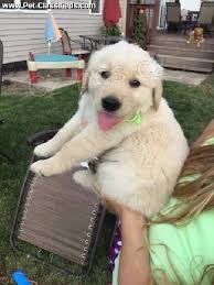 Zlat� retr�vr, s PP-�t�n� pejsek