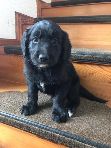 Prod�m �t���tka - k��enci (pejsci)