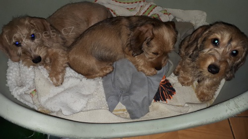 Jezev��k drsnosrst� trpasli�� s PP