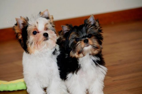 Biewer jork��rsk� teri�r s PP