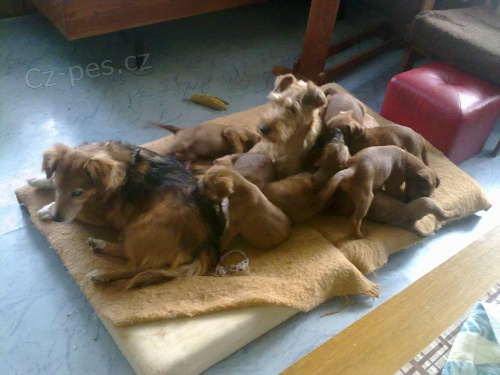 Irsk� teri�r - �t��ata s PP