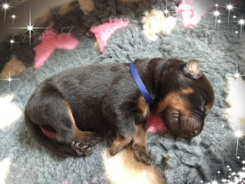 Beauceron - Francouzsk� ov��k