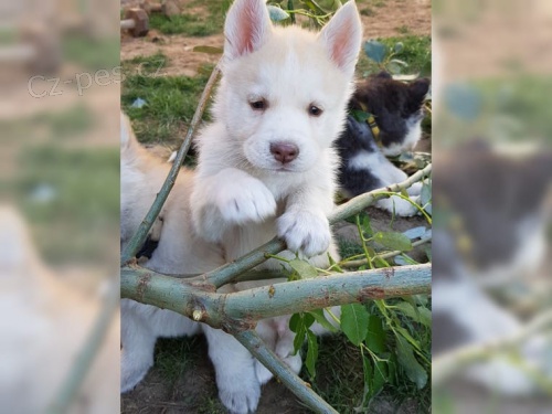 Sib�rsky hasky na predaj s PP