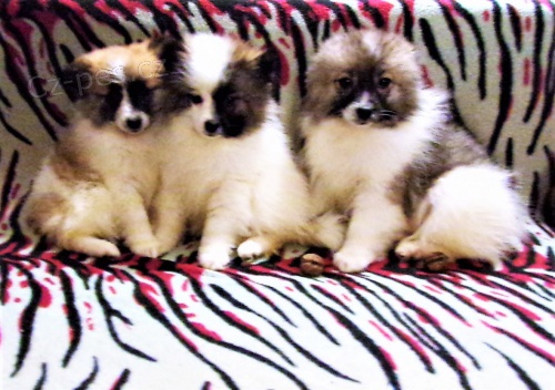 N�meck� �pic st�edn� s PP