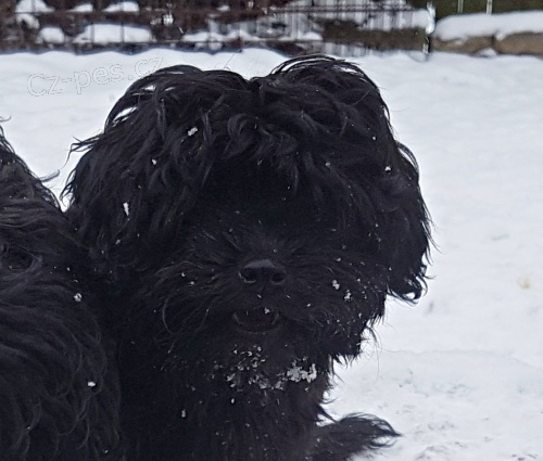 Rusk� barevn� bolonka s PP