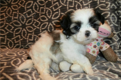 �t���tka SHIH-TZU s PP