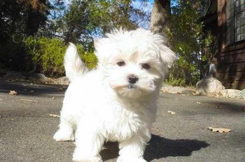 Malt�zsk� ps�k - malt�z��ek