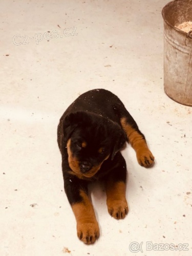 Rotvajler �t��ata