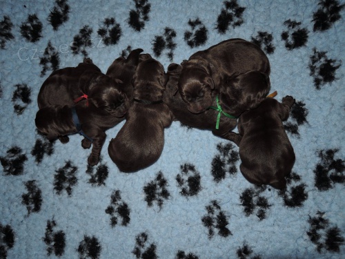 �okol�dov� �t���tka labradora s PP