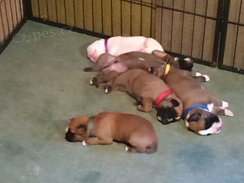 N�meck� boxer - prodej �t��at