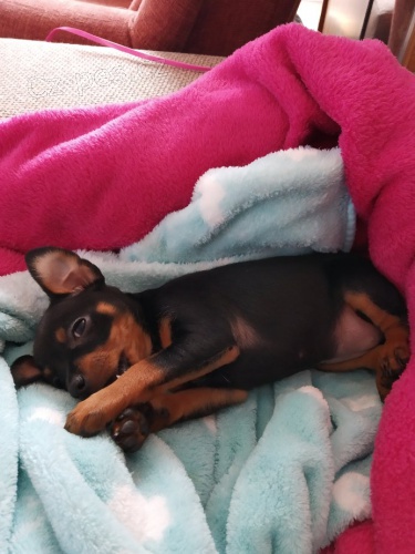 Pra�sk� krysa��k