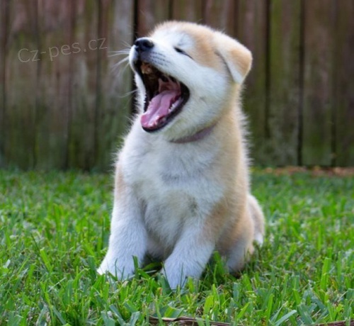 Akita Inu kr�sn� �t���tka
