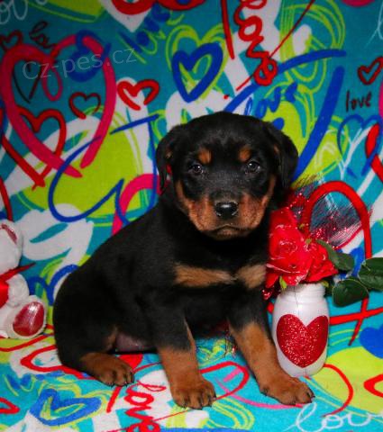 hezk� rottweilers