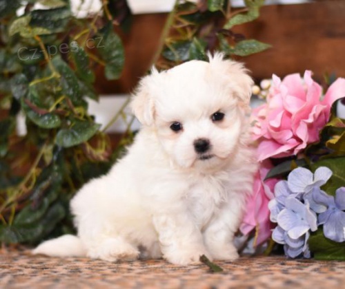 Sladk� maltsk� �t��ata