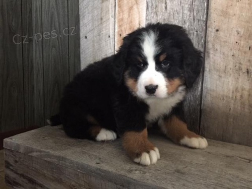 Kr�sn� Bernsk� sala�nick� pes