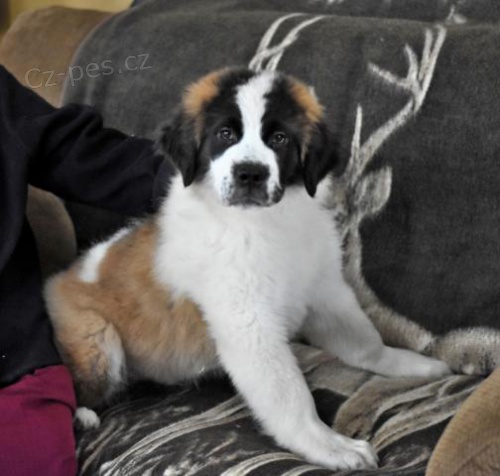 Kr�sn� �t���tka svat�ho Bernarda