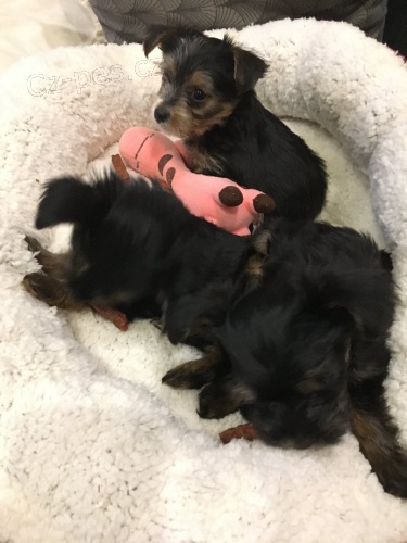 York��rsk� terrier pejsek �t�n�