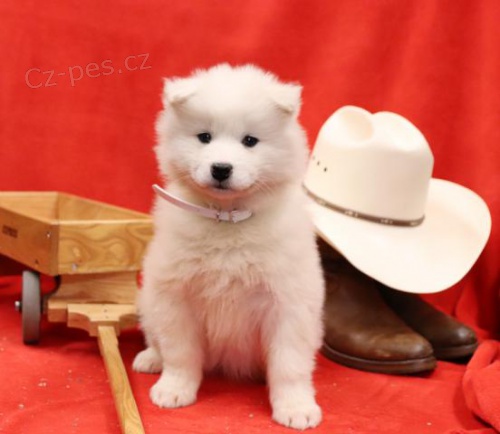atraktivn� samoyed �t��ata