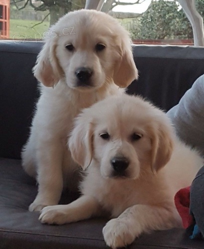 zlat�ch retr�vr�