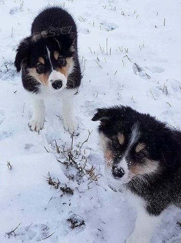 �t���tka Border kolie