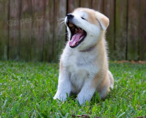 Japonsk� �t��ata Akita