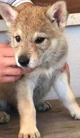 �eskoslovensk� vl��k 1 pes a 1 fenka