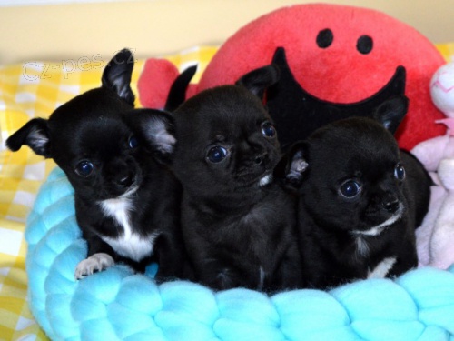 �ist� chihuahua plemene