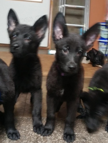 N�meck� ov��k - �t��ata