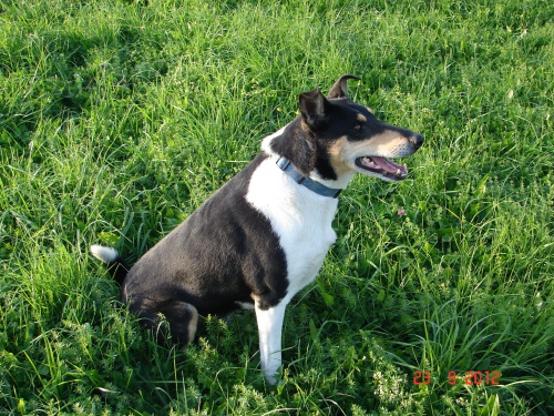 Kr�tkosrst� kolie