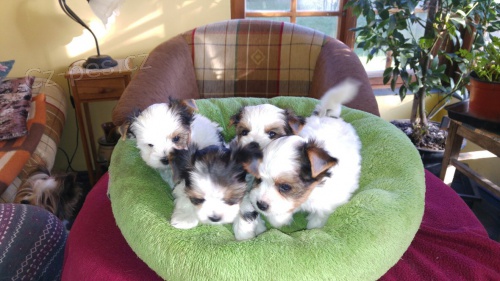 Biewer york teri�r 