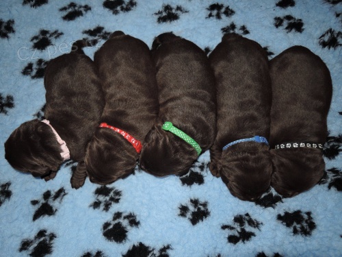 �okol�dov� �t���tka labradora s PP