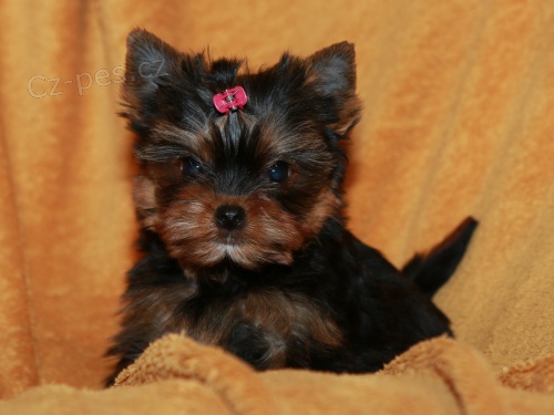 �t��ata jork��rsk�ho teri�ra