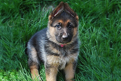 N�meck� Ov��k st��ata na prodej