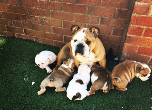 AKC Anglick� buldok �t��ata...